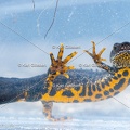 Karl-Gillebert-triton-crete-Triturus-cristatus-1752
