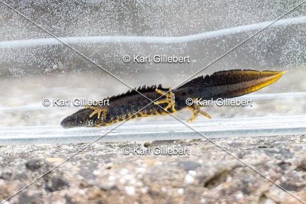 Karl-Gillebert-triton-crete-Triturus-cristatus-2547