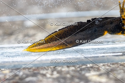 Karl-Gillebert-triton-crete-Triturus-cristatus-2587