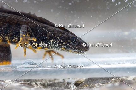 Karl-Gillebert-triton-crete-Triturus-cristatus-2607