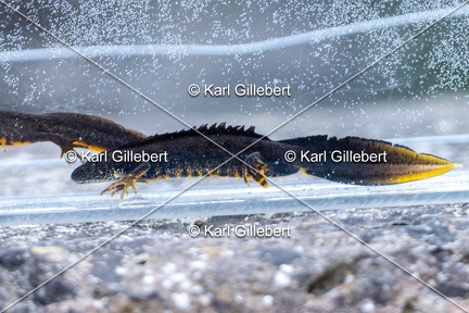 Karl-Gillebert-triton-crete-Triturus-cristatus-2644