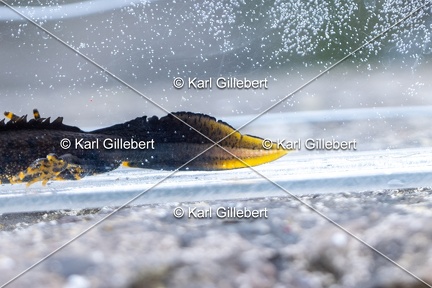 Karl-Gillebert-triton-crete-Triturus-cristatus-2649