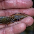 Karl-Gillebert-triton-crete-Triturus-cristatus-5272