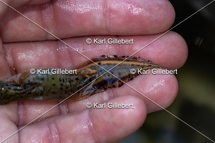 Karl-Gillebert-triton-crete-Triturus-cristatus-5272