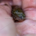Karl-Gillebert-triton-crete-Triturus-cristatus-5278