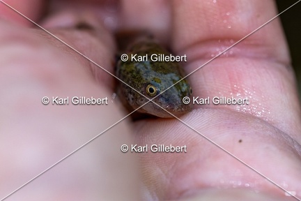 Karl-Gillebert-triton-crete-Triturus-cristatus-5278