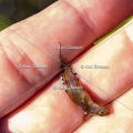 Karl-Gillebert-triton-crete-Triturus-cristatus-7029
