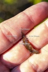 Karl-Gillebert-triton-crete-Triturus-cristatus-7029