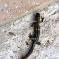 Karl-Gillebert-triton-crete-Triturus-cristatus-0642