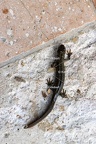 Karl-Gillebert-triton-crete-Triturus-cristatus-0642