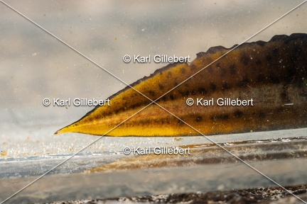 Karl-Gillebert-triton-crete-Triturus-cristatus-1528