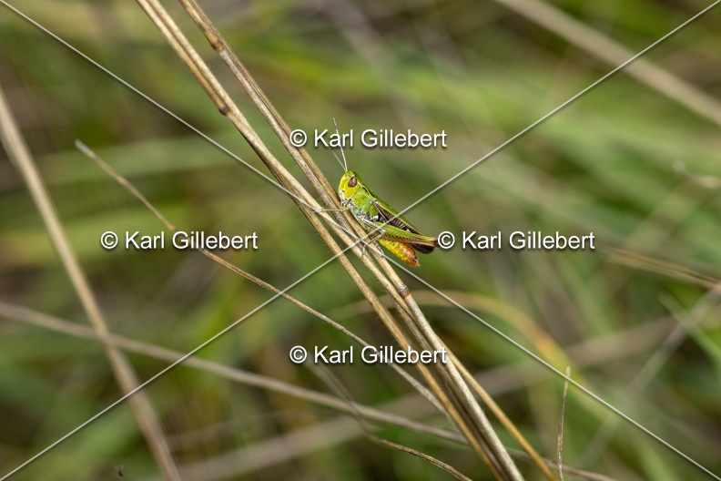 Karl-Gillebert-Stenobothre-commun-Stenobothrus-lineatus-5183.jpg