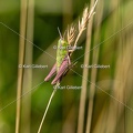 Karl-Gillebert-Stenobothre-commun-Stenobothrus-lineatus-5610