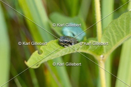 Karl-Gillebert-Rainette-verte-Hyla-arborea-8154