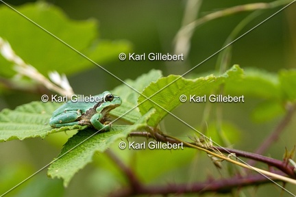 Karl-Gillebert-Rainette-verte-Hyla-arborea-8166