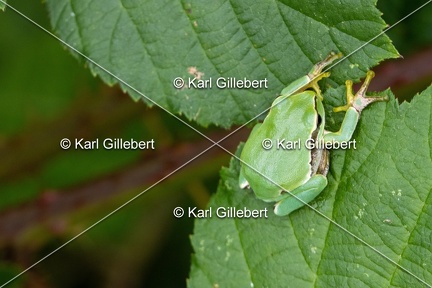 Karl-Gillebert-Rainette-verte-Hyla-arborea-8180