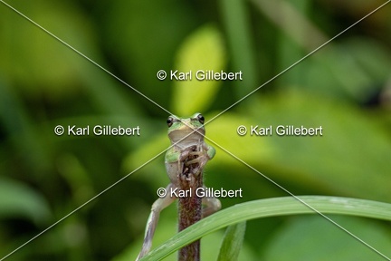 Karl-Gillebert-Rainette-verte-Hyla-arborea-8185