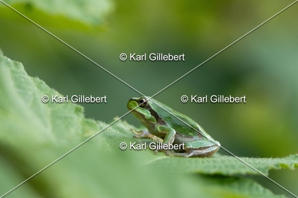 Karl-Gillebert-Rainette-verte-Hyla-arborea-8193