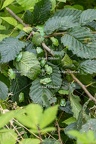 Karl-Gillebert-Rainette-verte-Hyla-arborea-8197