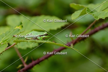 Karl-Gillebert-Rainette-verte-Hyla-arborea-8205