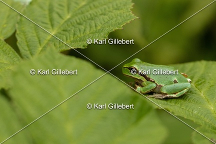 Karl-Gillebert-Rainette-verte-Hyla-arborea-8211