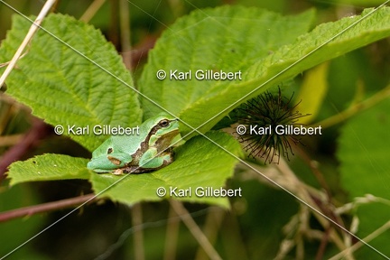 Karl-Gillebert-Rainette-verte-Hyla-arborea-8215