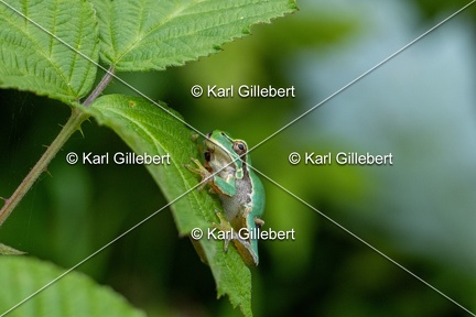 Karl-Gillebert-Rainette-verte-Hyla-arborea-8229