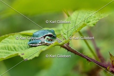 Karl-Gillebert-Rainette-verte-Hyla-arborea-8253