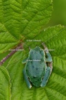 Karl-Gillebert-Rainette-verte-Hyla-arborea-8256