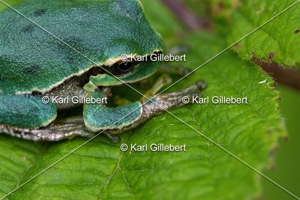 Karl-Gillebert-Rainette-verte-Hyla-arborea-8261