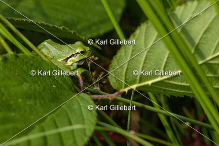 Karl-Gillebert-Rainette-verte-Hyla-arborea-7934