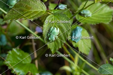 Karl-Gillebert-Rainette-verte-Hyla-arborea-7961