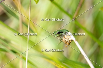 Karl-Gillebert-Rainette-verte-Hyla-arborea-7986