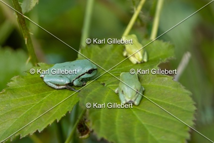Karl-Gillebert-Rainette-verte-Hyla-arborea-7991