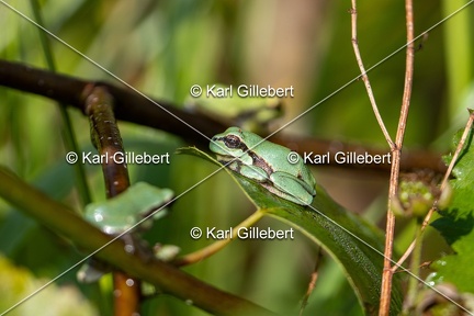 Karl-Gillebert-Rainette-verte-Hyla-arborea-8010