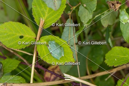 Karl-Gillebert-Rainette-verte-Hyla-arborea-8023