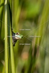 Karl-Gillebert-Rainette-verte-Hyla-arborea-8044