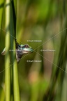 Karl-Gillebert-Rainette-verte-Hyla-arborea-8048
