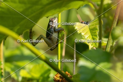 Karl-Gillebert-Rainette-verte-Hyla-arborea-8056