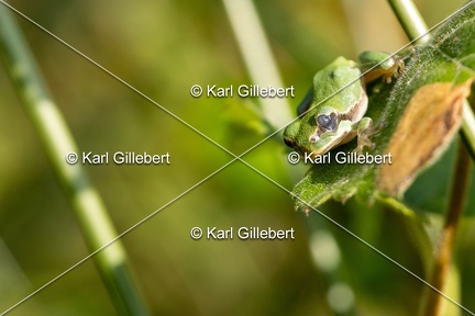 Karl-Gillebert-Rainette-verte-Hyla-arborea-8075