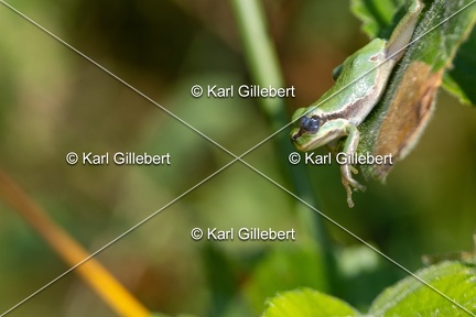 Karl-Gillebert-Rainette-verte-Hyla-arborea-8077
