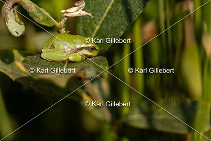 Karl-Gillebert-Rainette-verte-Hyla-arborea-8080