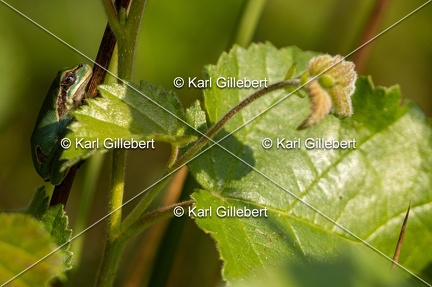 Karl-Gillebert-Rainette-verte-Hyla-arborea-8091