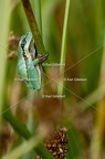 Karl-Gillebert-Rainette-verte-Hyla-arborea-8106