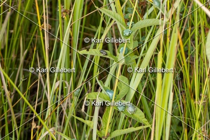 Karl-Gillebert-Rainette-verte-Hyla-arborea-8131