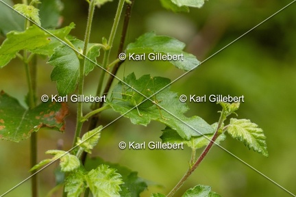 Karl-Gillebert-Barbitiste-des-bois-Barbitistes-serricauda-4748
