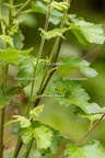Karl-Gillebert-Barbitiste-des-bois-Barbitistes-serricauda-4751