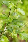 Karl-Gillebert-Barbitiste-des-bois-Barbitistes-serricauda-4758
