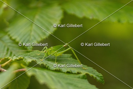 Karl-Gillebert-Barbitiste-des-bois-Barbitistes-serricauda-4536