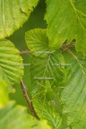 Karl-Gillebert-Barbitiste-des-bois-Barbitistes-serricauda-4546